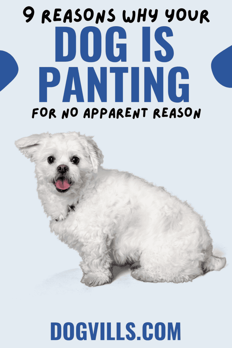Why is My Dog Panting for No Reason? (9 Reasons to Consider) DogVills