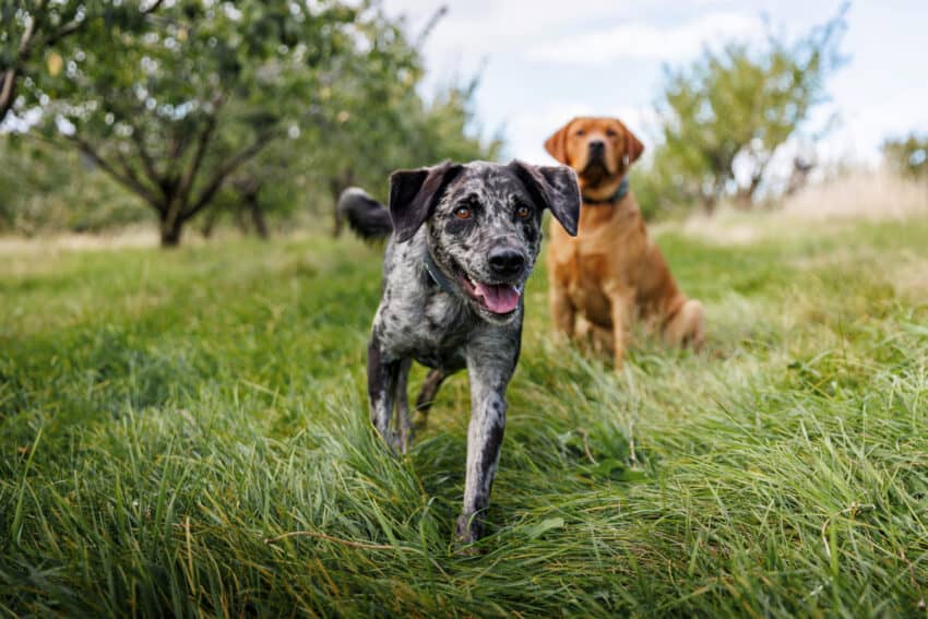two hunting dogs wearing SpotOn gps dog collars