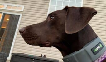 best GPS dog collars