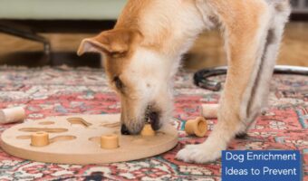 Discover fun and effective ways to enrich your furry friend's life with our top dog enrichment ideas! Keep your pup happy and engaged physically and mentally!