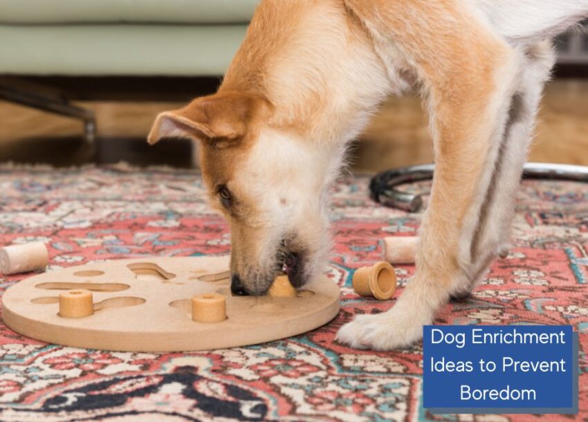 Discover fun and effective ways to enrich your furry friend's life with our best dog enrichment ideas!  Keep your pup happy and engaged physically and mentally!