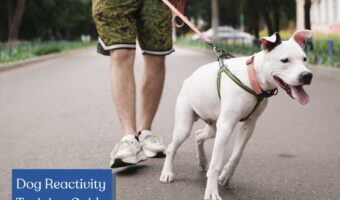 dog reactivity training guide