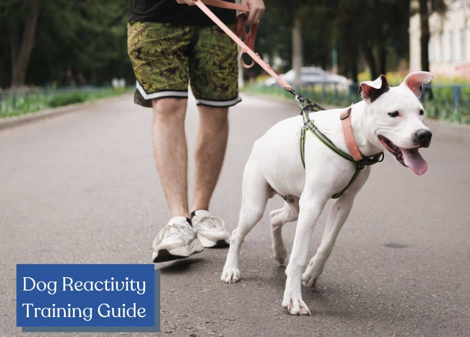 Dog Reactivity Training Everything You Need to Know