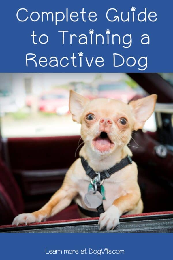 Discover the ultimate guide to dog reactivity training! Learn how to transform your aggressive pooch into a well-behaved and mellow companion. Read more now.