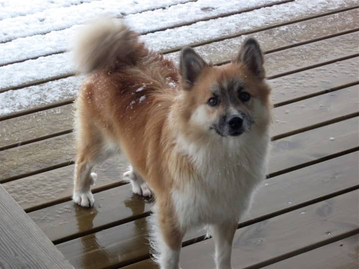 Finnish Spitz