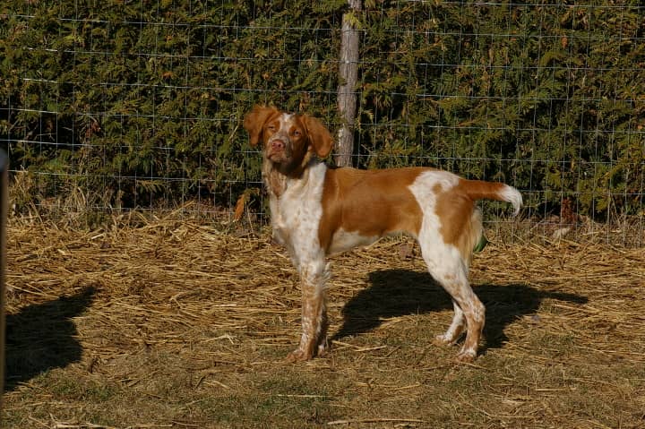 Brittany Spaniel