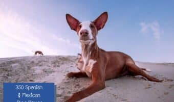 Looking for some beautiful Spanish dog names for your sweet new perrito? Check out our massive list of 350 ideas inspired by tradition, geography, food, & more!