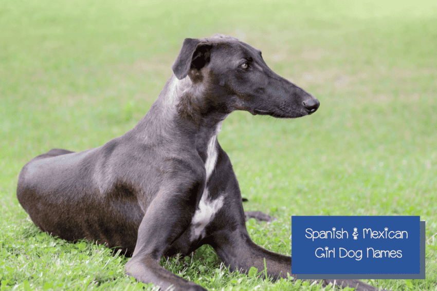 Traditional Mexican and Spanish Girl Dog Names