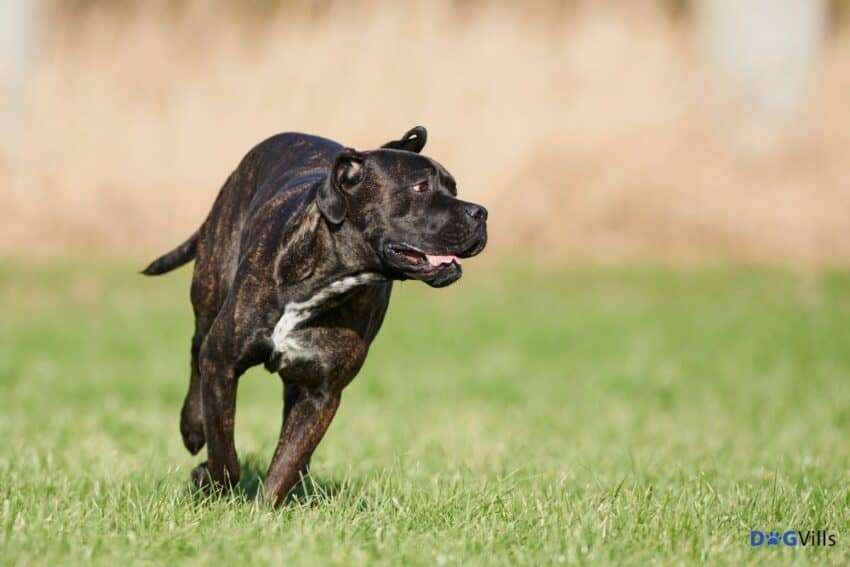 Italian Mastiff Cane Corso running
