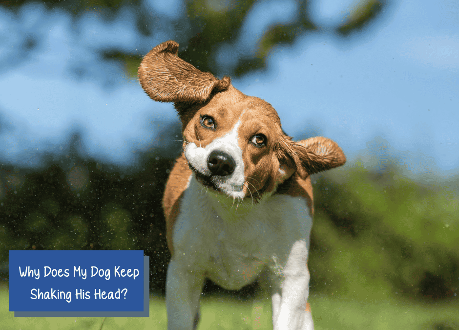 Why Does My Dog Keep Shaking His Head? (7 Common Reasons)