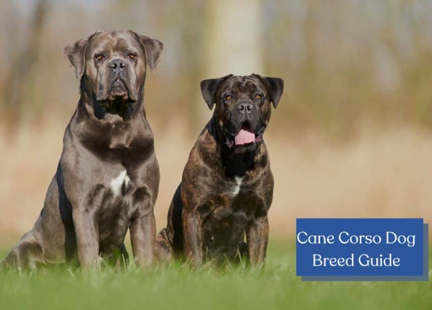 Unleash the potential of owning a Cane Corso (aka Italian Mastiff)! Explore a comprehensive guide on history, temperament, care, & more for this majestic breed.