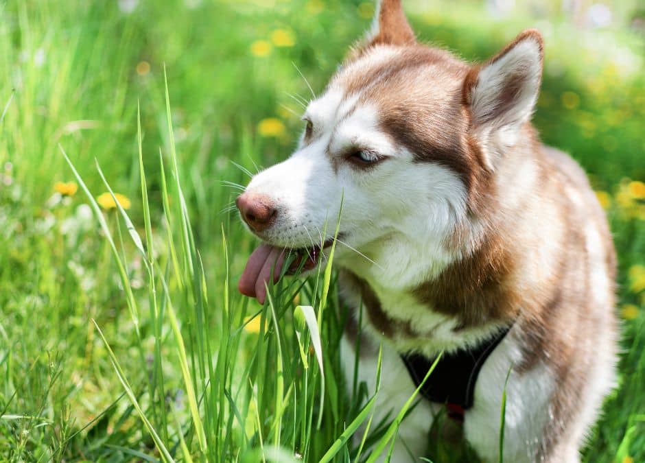 Why Does My Dog Eat Dirt? 5 Reasons + Tips On When to Worry