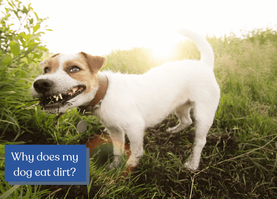 Why Does My Dog Eat Dirt? 5 Reasons + Tips On When to Worry