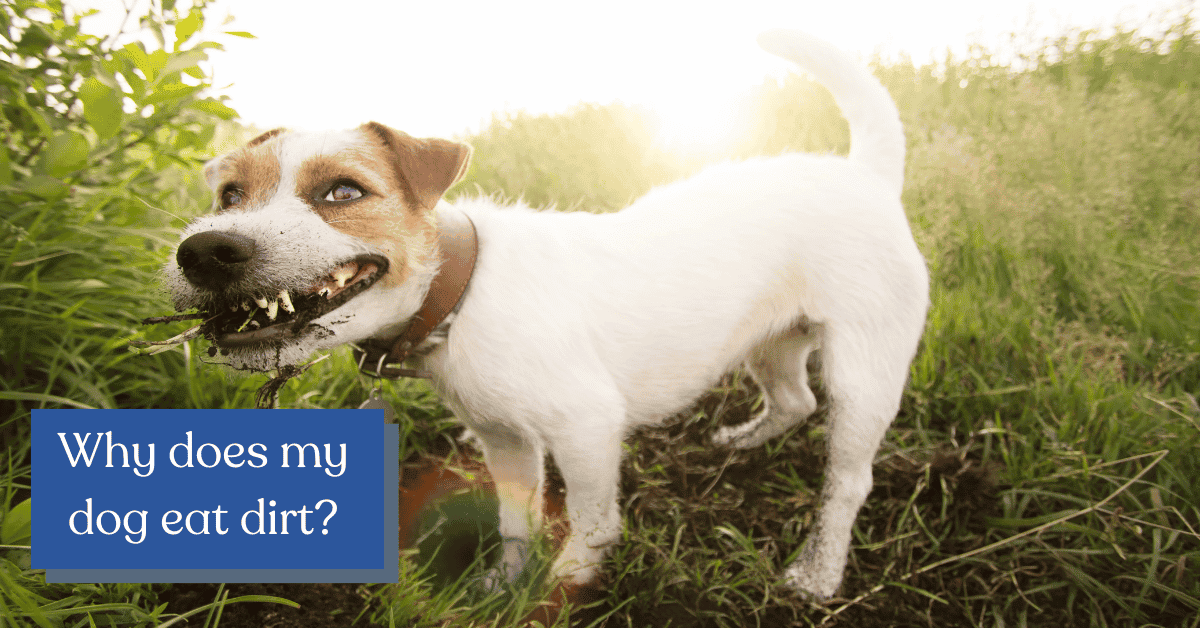  why does my dog eat dirt 5 reasons tips on when to worry