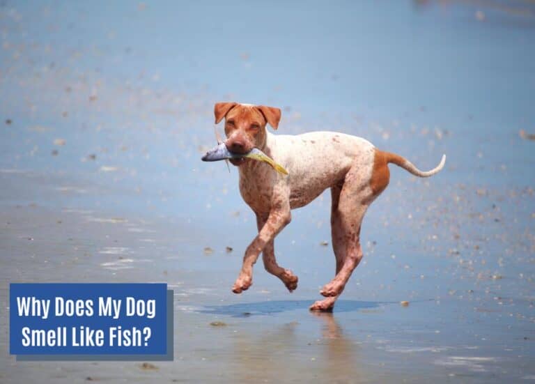 Why Does My Dog Smell Like Fish? (7 Possible Reasons) DogVills