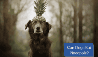 Can dogs eat pineapple?
