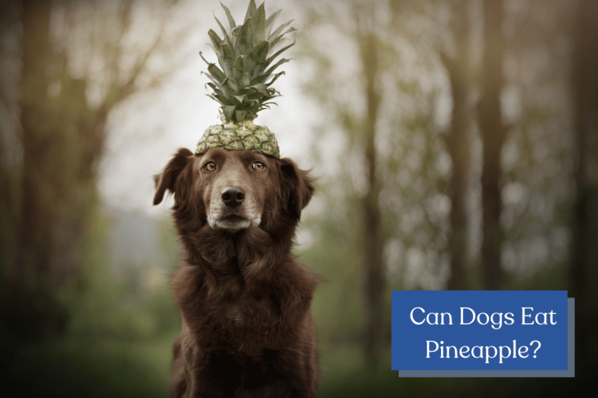 Can dogs eat pineapple?