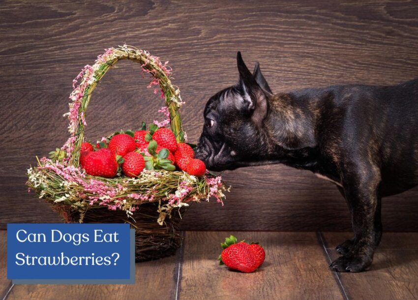 Can dogs eat strawberries? You betcha! Discover why berries are good for your furry friend, plus check out some easy dog treat recipes using strawberries!