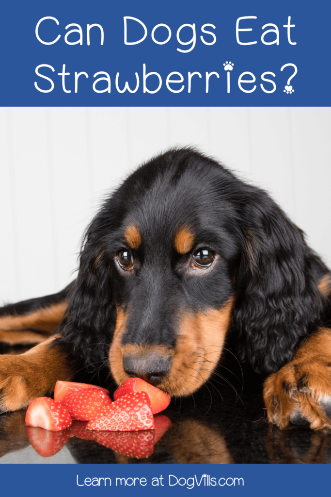 Can dogs eat strawberries? You betcha!  Discover why berries are good for your furry friend, plus check out some easy dog treat recipes using strawberries!