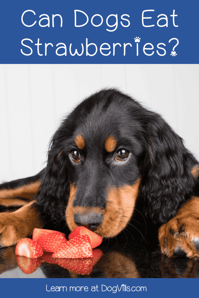 Can dogs eat strawberries? You betcha! Discover why berries are good for your furry friend, plus check out some easy dog treat recipes using strawberries!