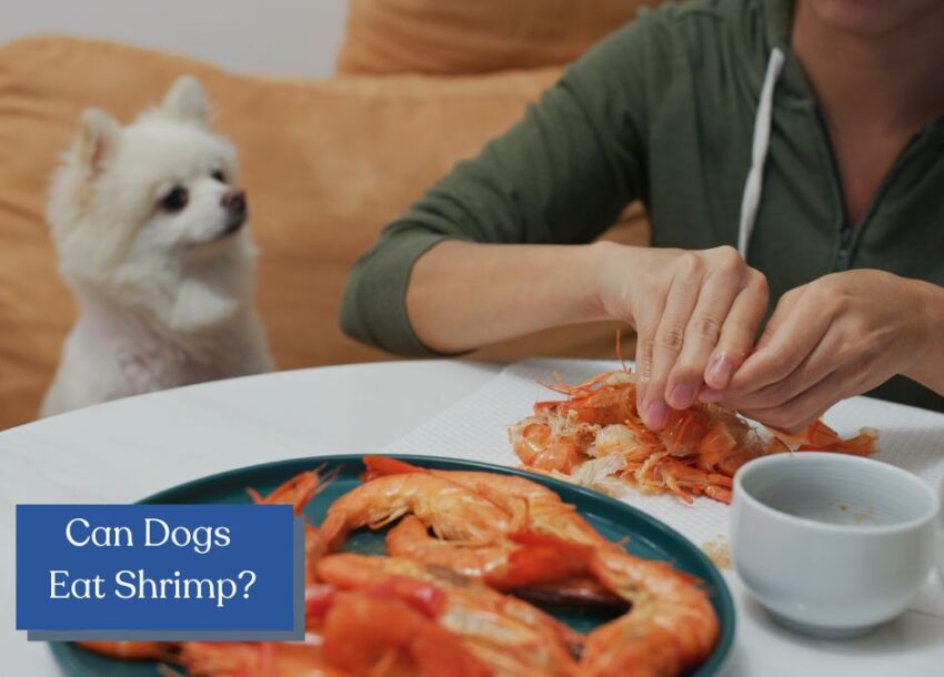 Can dogs eat shrimp? Discover whether it's safe for your pup and explore the benefits, considerations, and preparation methods in our in-depth guide!