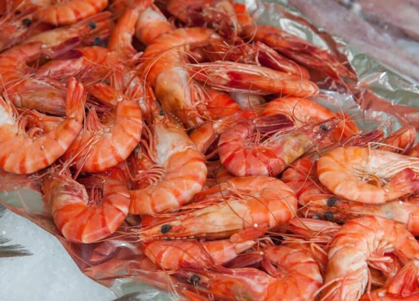 Can dogs eat shrimp?