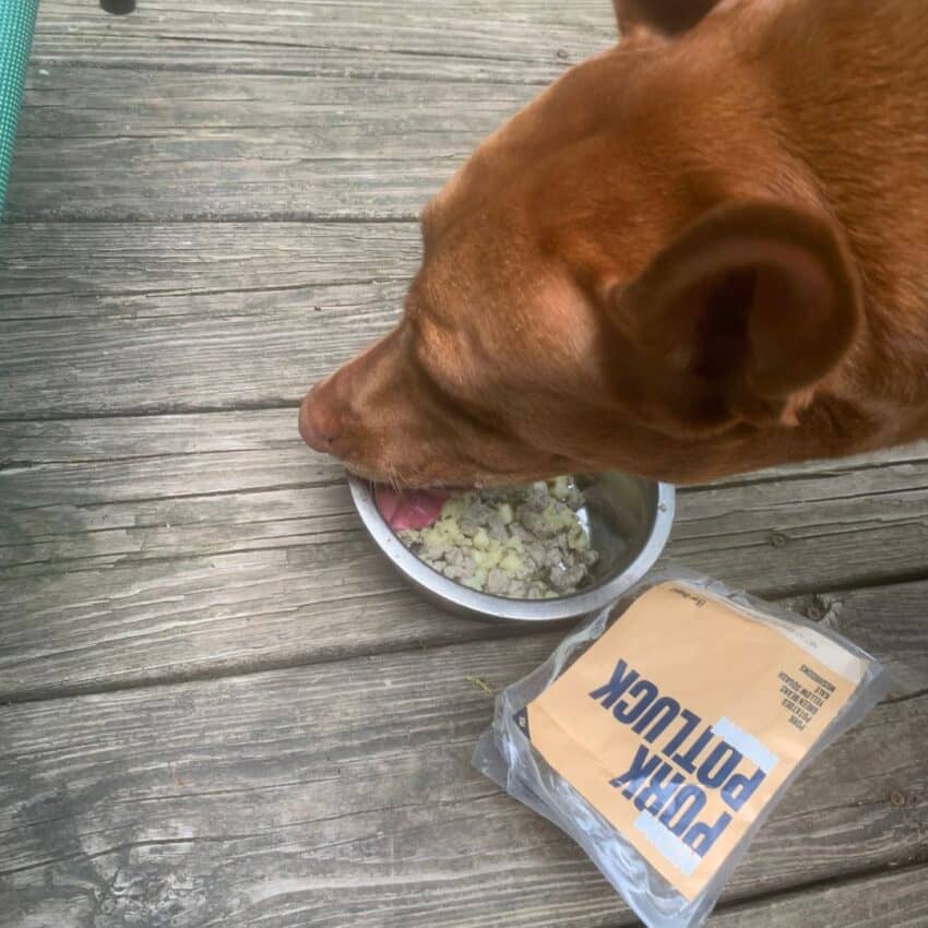 My Pharaoh Hound Freya eating Nom Nom Pork Potluck
