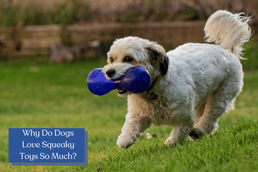 Why do dogs like squeaky toys so much? The answers may surprise you! Unravel the mystery behind this adorable canine fascination in our latest blog post! 🐶🎾