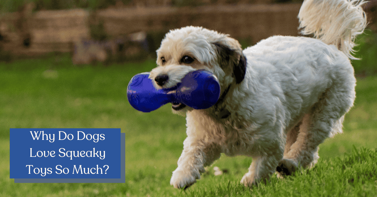 Why Do Dogs Like Squeaky Toys? (3 Fascinating Reasons)