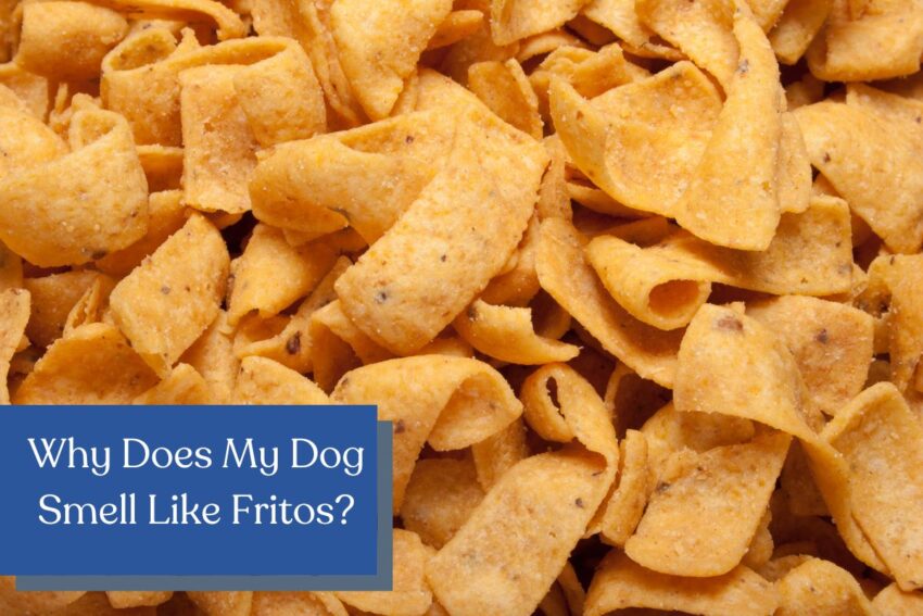 Why Does My Dog Smell Like Fritos
