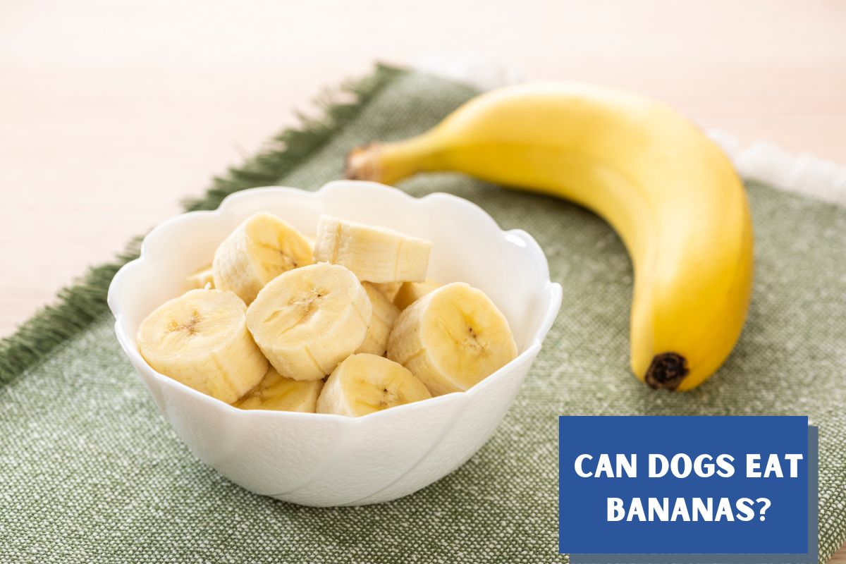 Can Dogs Eat Bananas? Here’s Everything You Need to Know!