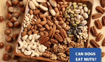 Can dogs eat nuts? What nuts can dogs eat?