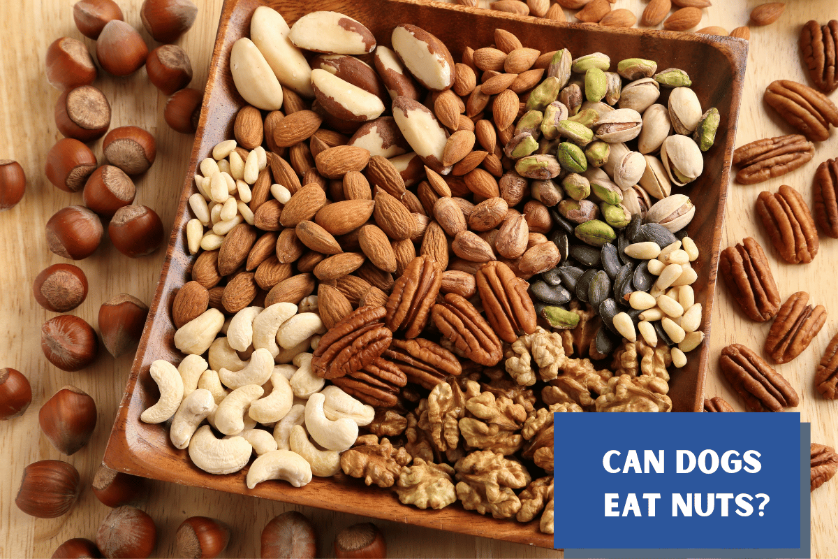 What Nuts Can Dogs Eat?