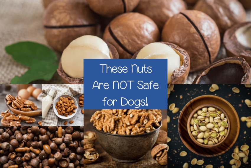 7 Nuts to Avoid for Dogs