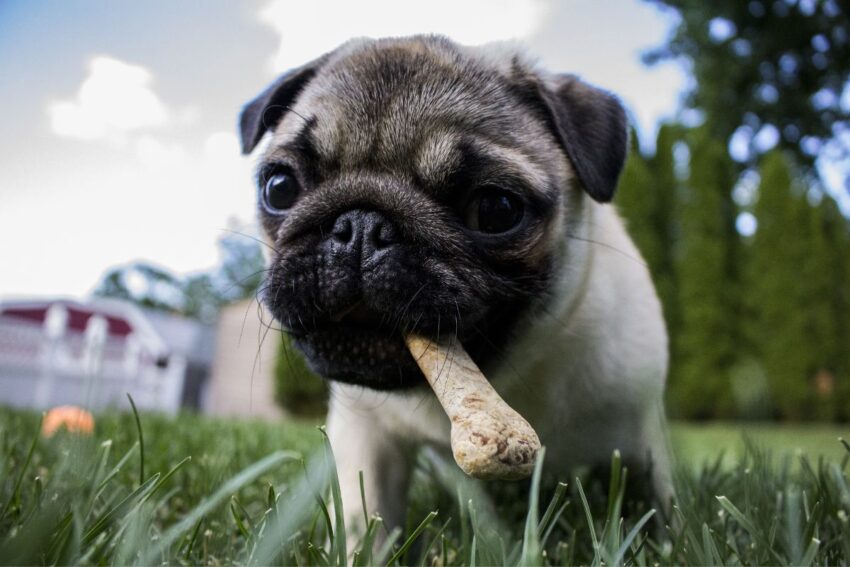 a cute pug getting ready to bury his dog bone