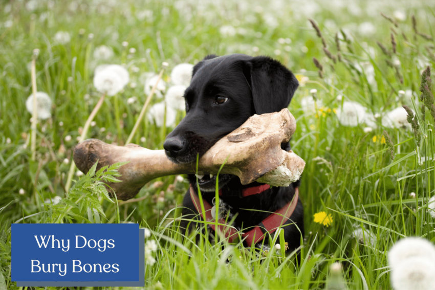 Why do dogs bury bones? Is it normal or something to worry about? Find out in our comprehensive guide!