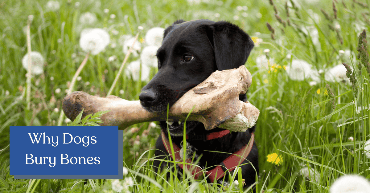 Why Do Dogs Bury Bones? DogVills