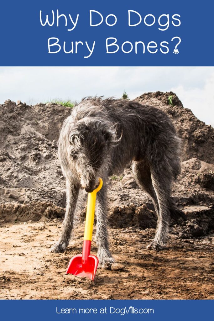 Why do dogs bury bones? Is it normal canine behavior or something we should be worry about? Find out everything you need to know in our comprehensive guide!