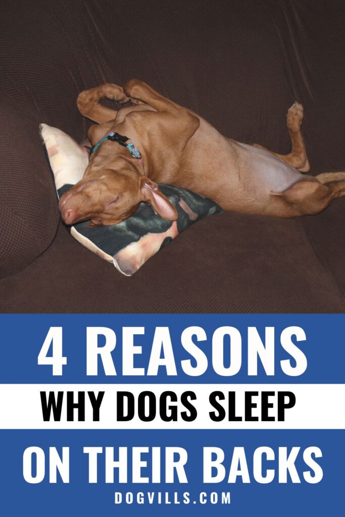 🐾 Curious about why dogs sleep on their backs? Uncover the adorable secrets behind this endearing sleep position! Discover the reasons dogs feel safe and content snoozing belly-up. 🐶