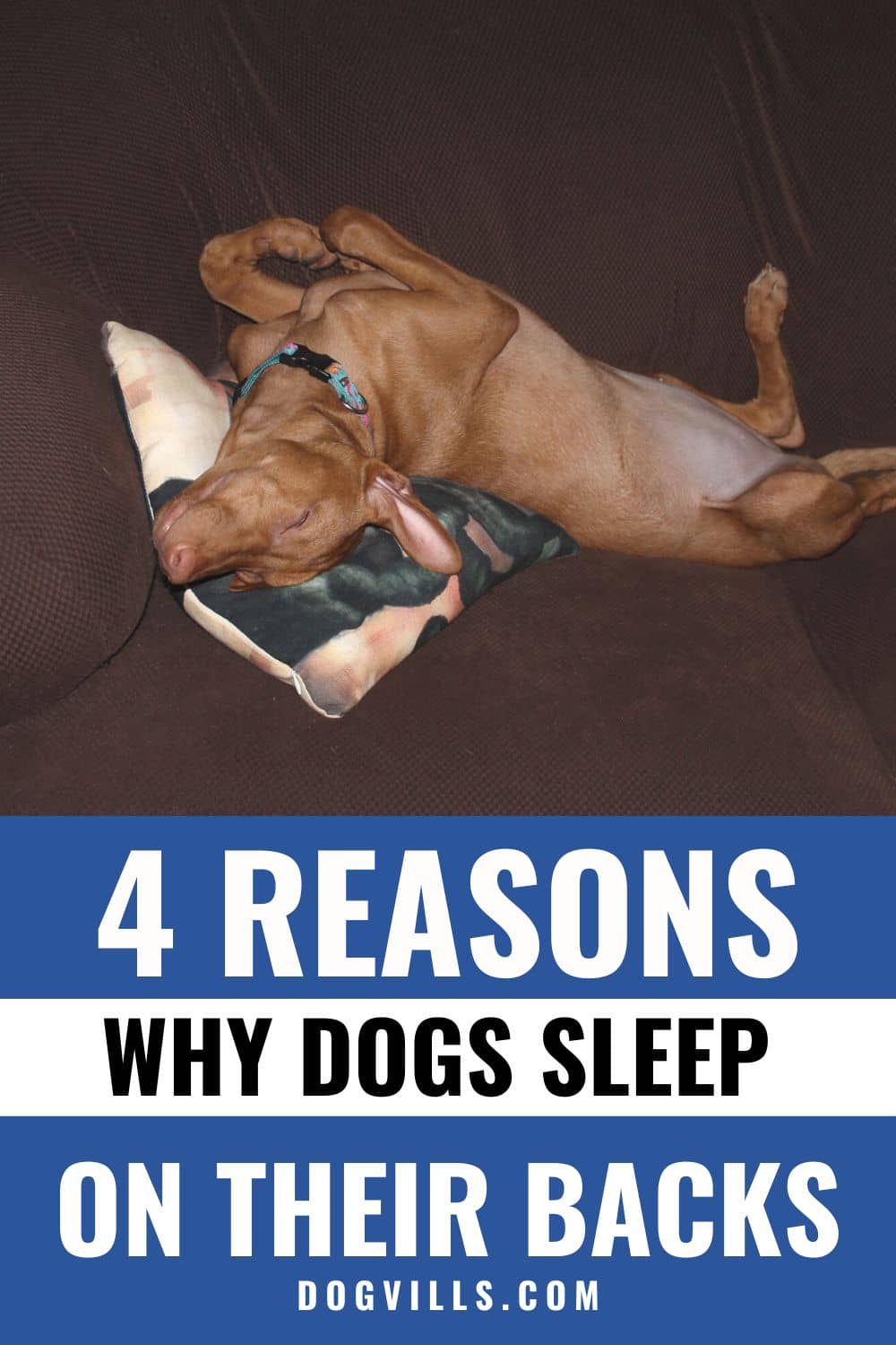 4 Fascinating Reasons Why Dogs Sleep on Their Backs DogVills
