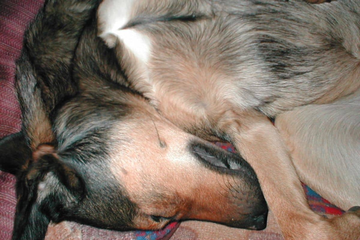 4 Fascinating Reasons Why Dogs Sleep on Their Backs Doggie  World