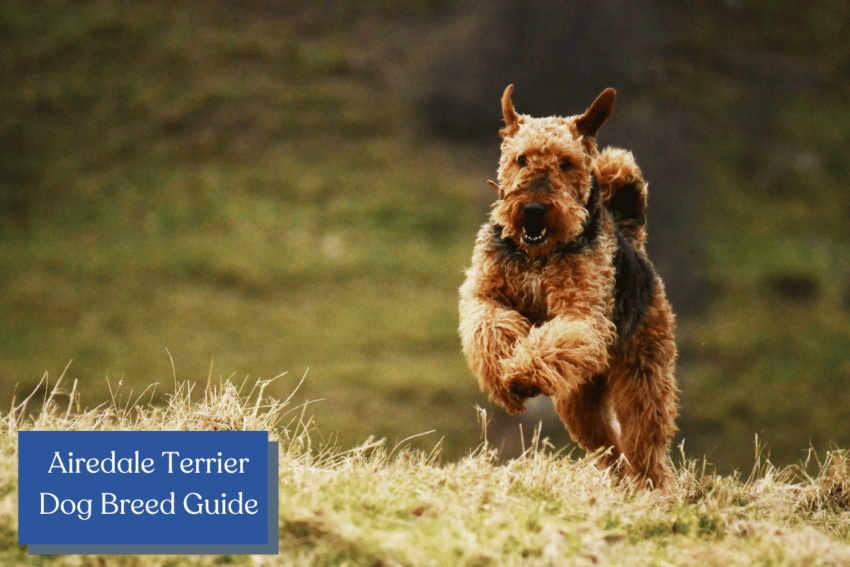 Curious if the lovable Airedale Terrier is the right breed for you? Check out our complete guide to their history, temperament, health, trainability, and more!
