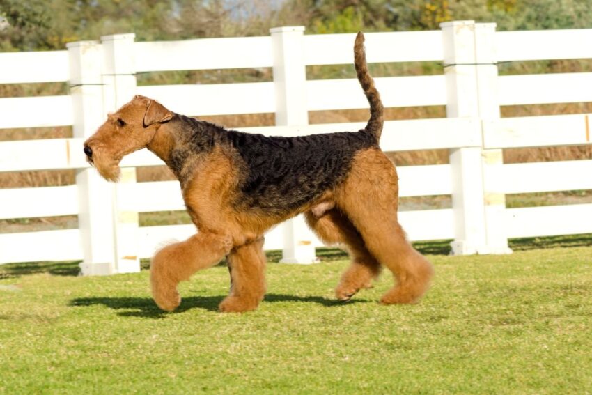 Airedale Terrier Dog Breed Guide
