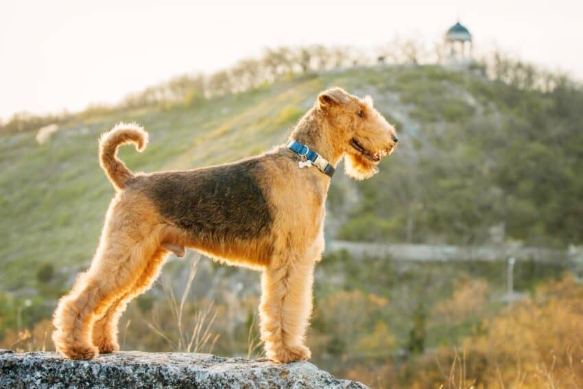 Airedale Terrier Dog Breed