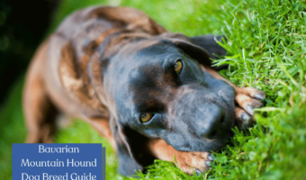 Thinking about adopting a Bavarian Mountain Hound? Read this first to make sure they're the right breed for you! Learn their health, trainability, and more!
