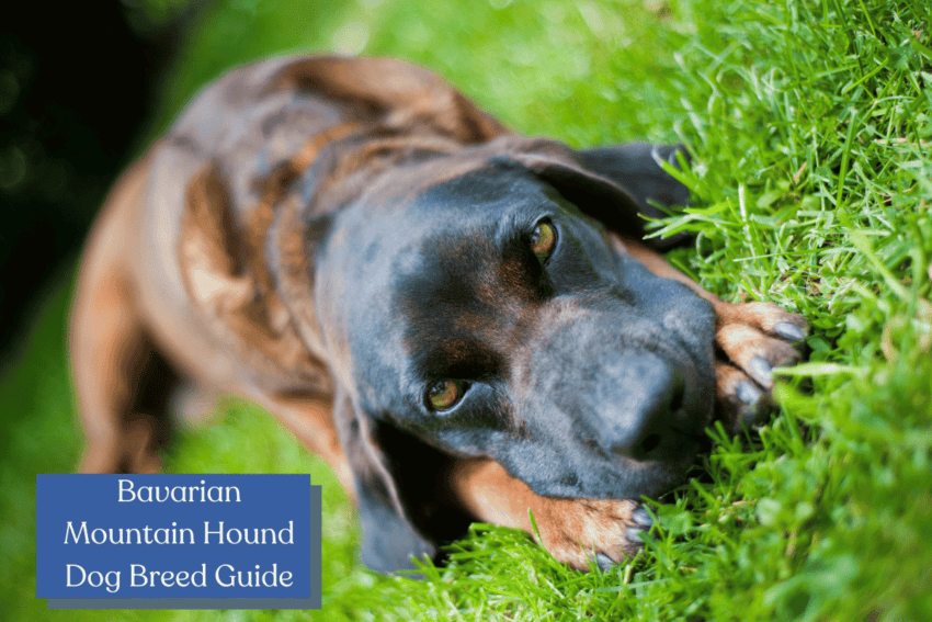 Thinking about adopting a Bavarian Mountain Hound? Read this first to make sure they're the right breed for you! Learn their health, trainability, and more!