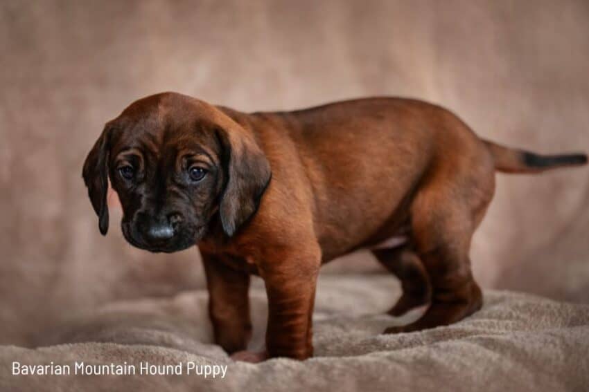 Bavarian Mountain Hound puppy