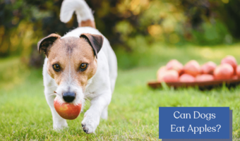 Can dogs eat apples? Uncover the truth about feeding apples to your furry companions! Learn about the benefits, risks, feeding tips, and more!