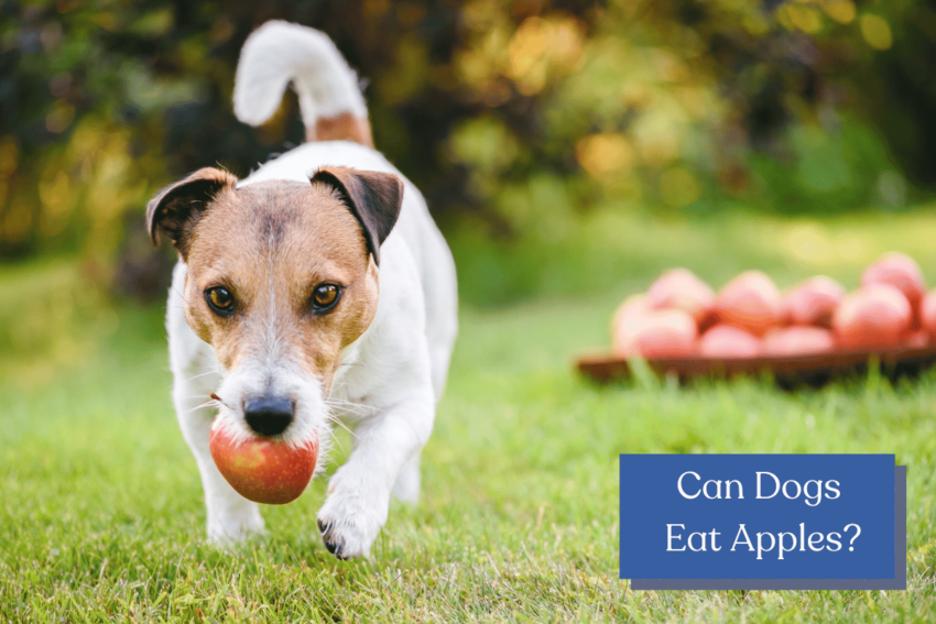 Can dogs eat apples?  Uncover the truth about feeding apples to your furry companions! Learn about the benefits, risks, feeding tips, and more!