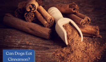 Can Dogs Eat Cinnamon? (And How Much)